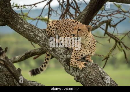 Der männliche Gepard liegt in einem nach links blickenden Baum Stockfoto