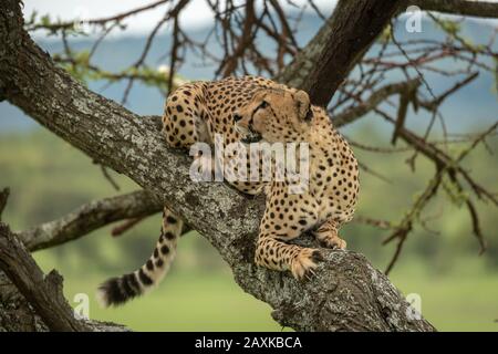 Der männliche Gepard liegt in einem Baum, der nach oben blickt Stockfoto
