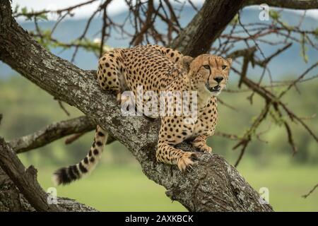 Der männliche Gepard liegt in einem Baum, der nach rechts schaut Stockfoto