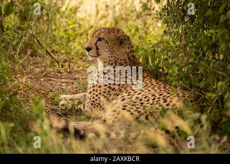Der männliche Gepard liegt im Schatten des Busches Stockfoto