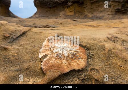Nahaufnahme eines Ammonit fossil in orange Sand Stein Stockfoto