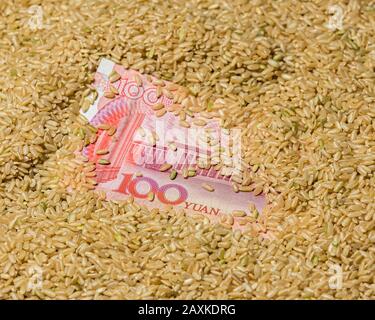 Nahaufnahme von braunem Vollkornreissamen rund um die chinesische 100 Yuan Renminbi Rechnung. Konzept der chinesischen Reisindustrie, des Handels und der Marktpreise Stockfoto