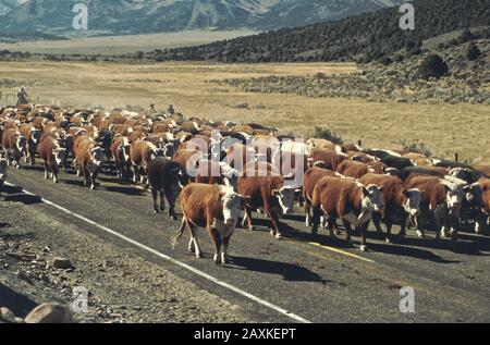 Drover, die Hereford Cattle entlang des Nevada State Highway heraufführen, PM Light, Tal mit Weideweide und Pinyon Pines am Hang, Nevada. Stockfoto