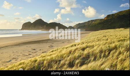 Bethells Beach, Auckland, Nordinsel, Neuseeland Stockfoto