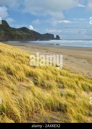 Bethells Beach, Auckland, Nordinsel, Neuseeland Stockfoto