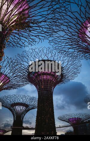 Blick auf den futuristischen Supertree Grove in Gardens an der Bucht in Singapur am Abend. Stockfoto