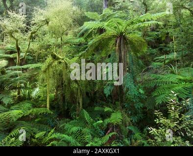 Regenwald, Oparara-Becken, Kahurangi-Nationalpark, Westküste, Südinsel, Neuseeland, Oceania Stockfoto