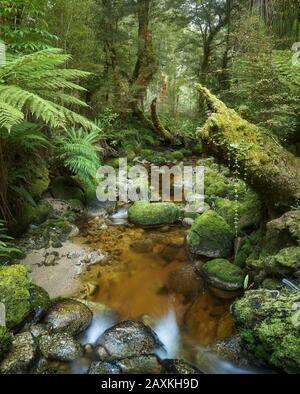 Regenwald, Oparara-Becken, Kahurangi-Nationalpark, Westküste, Südinsel, Neuseeland, Oceania Stockfoto