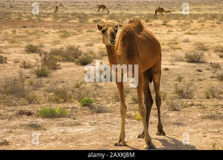 Arabisches Kamel, das in der Wüste spazieren geht Stockfoto