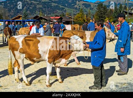 Schweizer Fleckvieh, Vorstellung eines jungen Bullen auf der Bestandsschau der Rinderzuchtgenossenschaft Lauenen, Kanton Bern, Schweiz Stockfoto