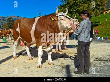 Schweizer Fleckvieh, Vorstellung eines Bullen auf der Bestandsschau der Rinderzuchtgenossenschaft Lauenen, Kanton Bern, Schweiz Stockfoto