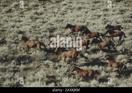 Herde von Wildpferden "Equus ferus caballus" voller Galopp, Hügel, Nevada High Desert, Nevada. Stockfoto