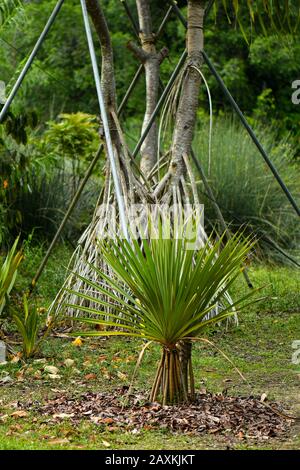 Gemeiner Screwpine Baum und Früchte Stockfoto