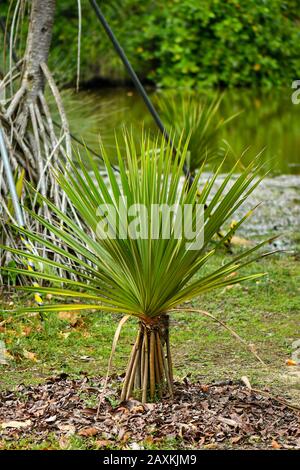 Gemeiner Screwpine Baum und Früchte Stockfoto