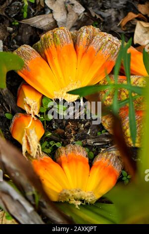 Gemeiner Screwpine Baum und Früchte Stockfoto