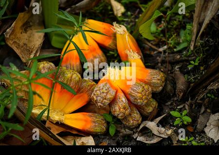 Gemeiner Screwpine Baum und Früchte Stockfoto