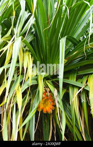 Gemeiner Screwpine Baum und Früchte Stockfoto