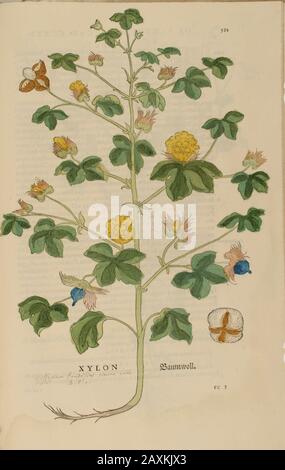 Jahrhundert, Aquarell, handgemalter Holzschnitt botanischer Druck aus Leonhart Fuchs Kräuterbuch: De Historia Stirpium Commentarii Insignes Publis Stockfoto