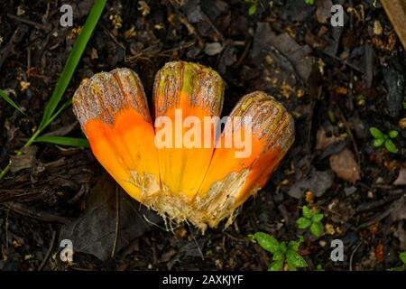 Gemeiner Screwpine Baum und Früchte Stockfoto