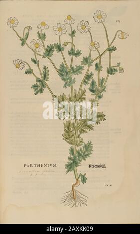 Jahrhundert, Aquarell, handgemalter Holzschnitt botanischer Druck aus Leonhart Fuchs Kräuterbuch: De Historia Stirpium Commentarii Insignes Publis Stockfoto