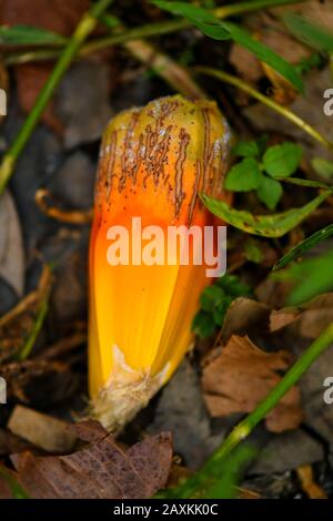 Gemeiner Screwpine Baum und Früchte Stockfoto