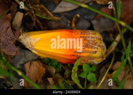 Gemeiner Screwpine Baum und Früchte Stockfoto