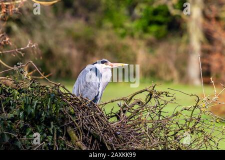 Northampton, Großbritannien, 12. Februar 2020, EIN sonniger Nachmittag im Abington Park. Ein Paar grauer Heron. Ardea cinerea (Ardeidas-Reparatur letzte Jahre nisten, das Weibchen wartet darauf, dass das Männchen mehr Zweige zum Nest auf dem Parksee bringt. Kredit: Keith J Smith/Alamy Live Stockfoto