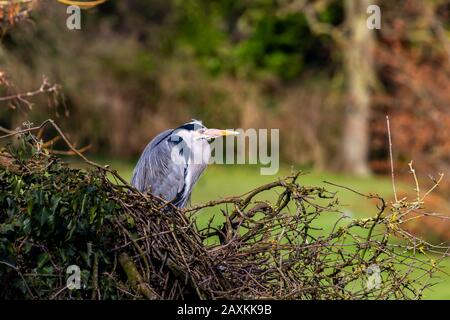 Northampton, Großbritannien, 12. Februar 2020, EIN sonniger Nachmittag im Abington Park. Ein Paar grauer Heron. Ardea cinerea (Ardeidas-Reparatur letzte Jahre nisten, das Weibchen wartet darauf, dass das Männchen mehr Zweige zum Nest auf dem Parksee bringt. Kredit: Keith J Smith/Alamy Live Stockfoto