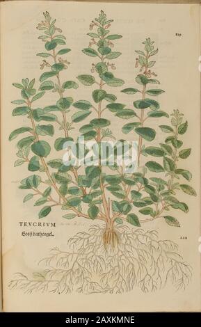 Jahrhundert, Aquarell, handgemalter Holzschnitt botanischer Druck aus Leonhart Fuchs Kräuterbuch: De Historia Stirpium Commentarii Insignes Publis Stockfoto