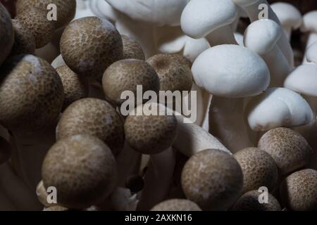 Extreme Nahaufnahme von braunen und weißen Shimeji-Pilzen Stockfoto