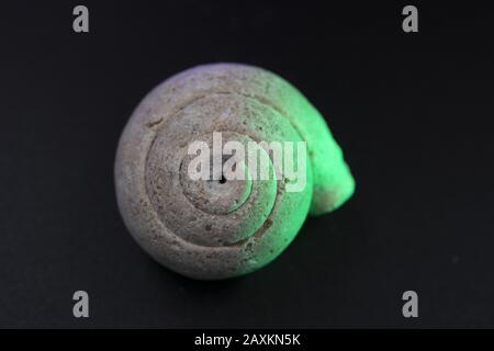 Nahaufnahme eines Schneckenfossils mit grünem Farbton dagegen Schwarzer Hintergrund Stockfoto