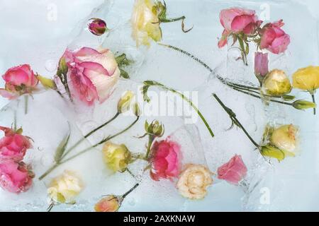 Gefrorene, schöne rosafarbene Rosen Blumen. Blühen Sie im Eis. Federhintergrund. Stockfoto