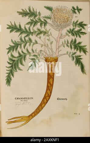 Jahrhundert, Aquarell, handgemalter Holzschnitt botanischer Druck aus Leonhart Fuchs Kräuterbuch: De Historia Stirpium Commentarii Insignes Publis Stockfoto