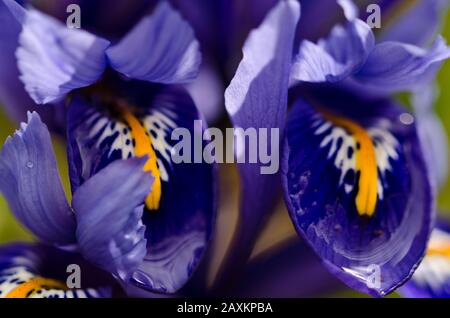 Details zu den winzigen blauen Lilienblättern, die im Frühjahr blühen Stockfoto