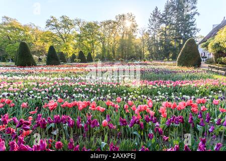 Frankreich, Indre et Loire, Loire-Tal, das von der UNESCO zum Weltkulturerbe erklärt wurde, Chenonceaux, Chateau de Chenonceau Park und Gärten, Tulpen im Blumenveg Stockfoto