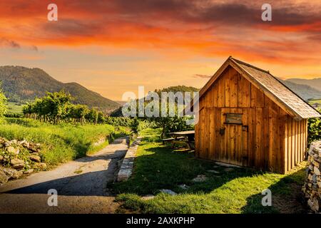 Weinberge im Wachautal auf den hängen des Donausufers. Niederöstereich. Stockfoto