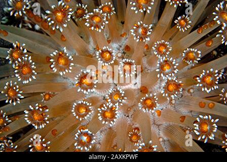 Flowerpot Coral (Goniopora sp.), Moalboal, Cebu, Philippinen Stockfoto