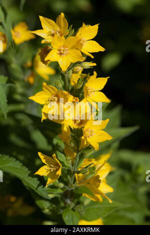 Große GELBE LOCKENSTUFE Lysimachia Punchtata Stockfoto