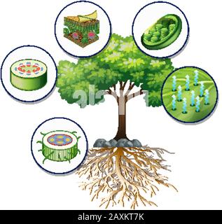 Abbildung: Großer grüner Baum und nahe Pflanzenzellen Stock Vektor