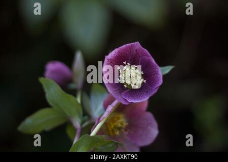 Schöne violette Hellebarden Blume vor weichem grünen Hintergrund Stockfoto