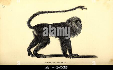 Leoninenaffe aus der Allgemeinen Zoologie oder Systematischer Naturgeschichts-Teil I von Shaw, George, 1751-1813; Stephens, James Francis, 92-1853-03; Heath, Cha Stockfoto