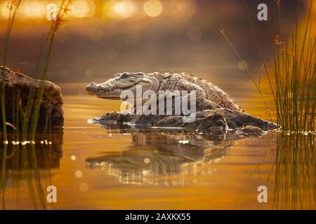 Es ist ein mittelgroßes Krokodil, das Seen, Flüsse, Sümpfe und künstliche Teiche bewohnt. Stockfoto