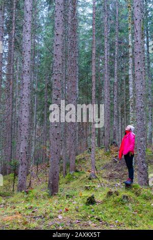 Junge Frau, die die hohen Bäume im Wald, das Somadida-Naturreservat, die Dolmen, das Auronzo di Cadore, Belluno, Venetien, Italien bewundert Stockfoto