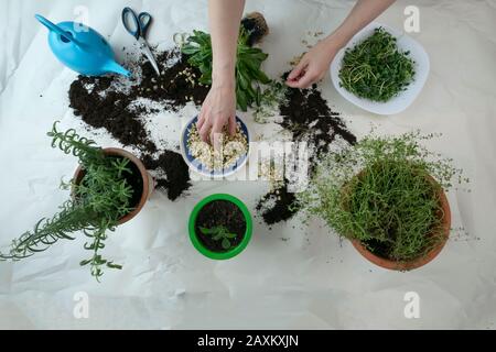 Gartenarbeit mit Gießkanne, Schere, gerouteten Samen und Händen im Rahmen. Mikrogrüns und Gartenraum-Konzept für den Innenbereich. Grüne Gewürze Rosmarin und o Stockfoto