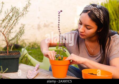 Hispanische Frau, die für ihren eigenen aromatischen Kräutergarten eine Topfbasilpflanze anpflanzt Stockfoto