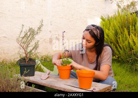 Hispanische Frau, die für ihren eigenen aromatischen Kräutergarten eine Topfbasilpflanze anpflanzt Stockfoto