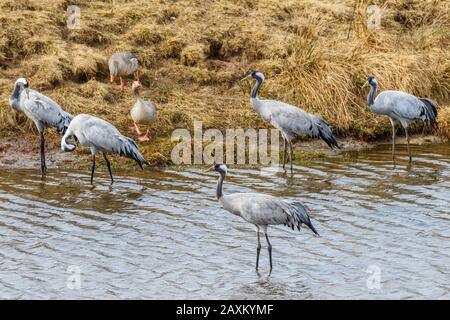 Kräne und Gänse auf dem Fluss Stockfoto