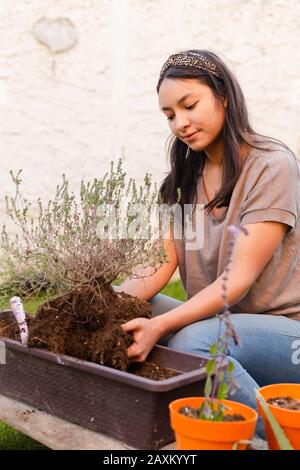 Hispanische Frau, die für ihren eigenen aromatischen Kräutergarten eine TopfThymianpflanze anpflanzt Stockfoto