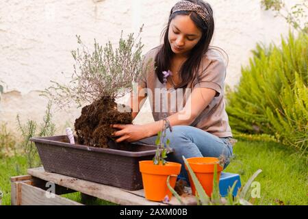 Hispanische Frau, die für ihren eigenen aromatischen Kräutergarten eine TopfThymianpflanze anpflanzt Stockfoto