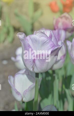 Verschiedene Tulpen in weißen violetten und lilafarbenen Streifen. Weiße Tulpe mit violetten Streifen Shirley Stockfoto